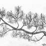 Pine Limb Sketch