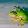 Tree Frog