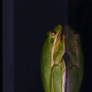 Tree Frog on Glass