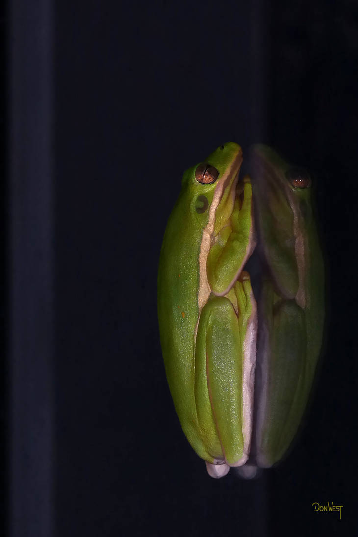 Tree Frog on Glass by CapscesDigitalInk