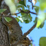 Peekaboo Squirrel detail