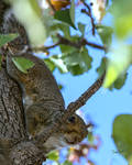 Peekaboo Squirrel detail by CapscesDigitalInk