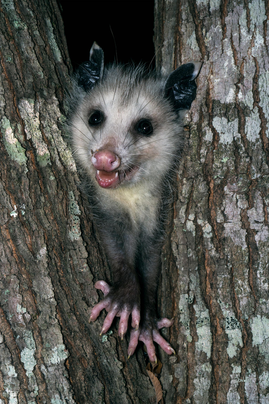 Happy Opossum