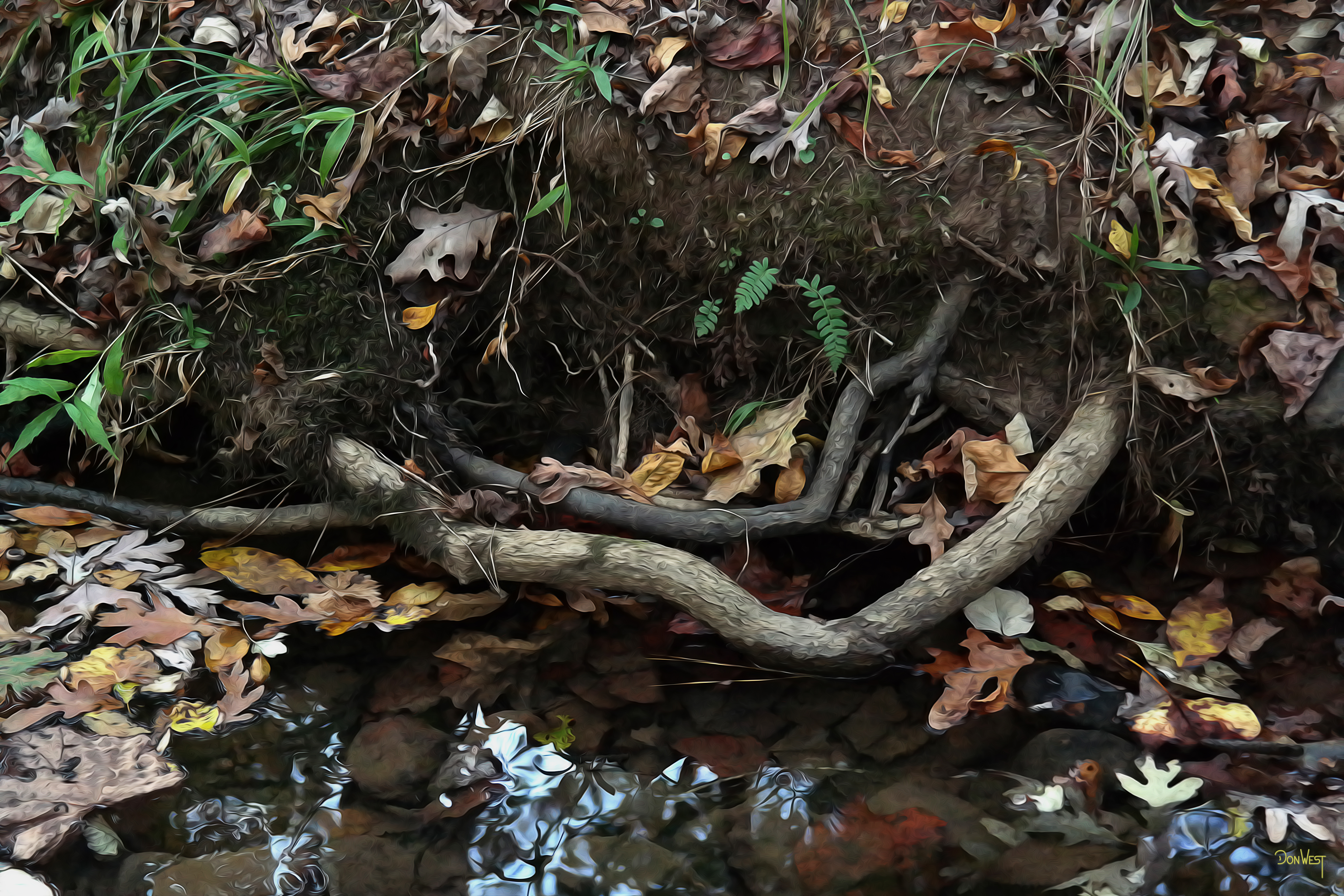 Roots