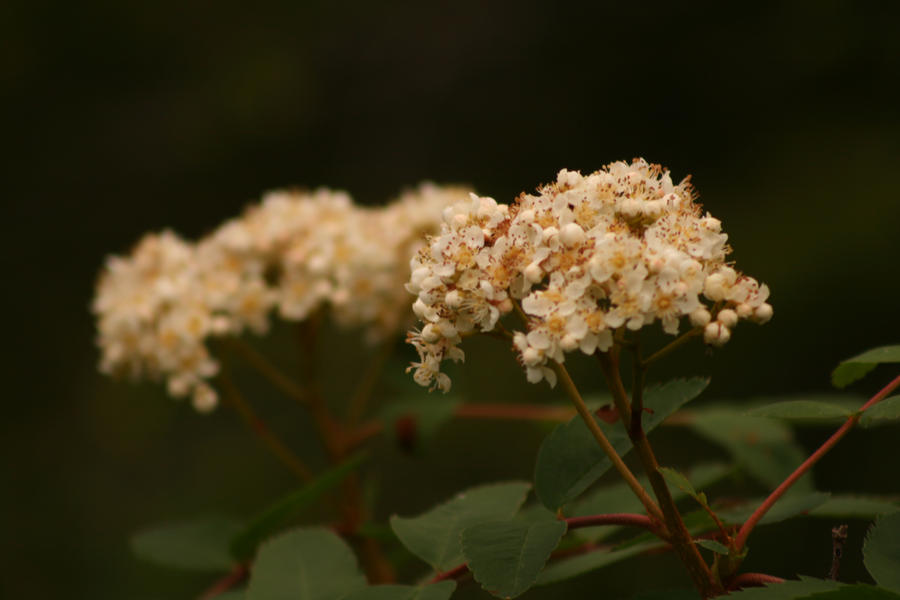 Flowers 2