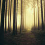 Lost In A Dream