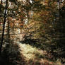 Golden Autumn V