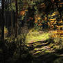 Another Autumn Shot