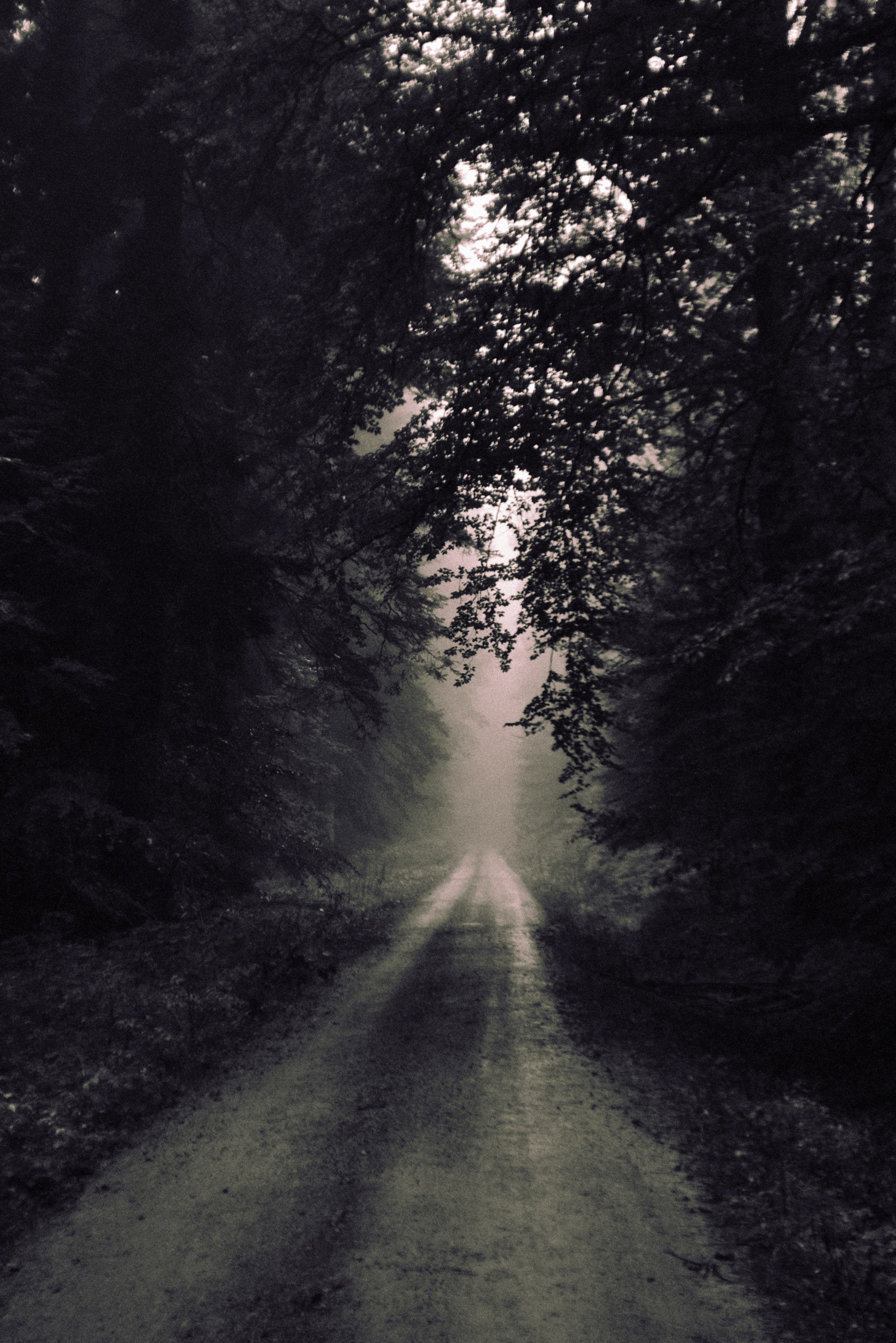 Dark Black Forest