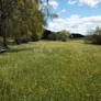 Spring Meadow Landscape