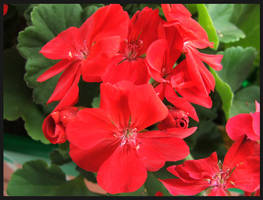 Red Flower