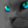 Cats eyes