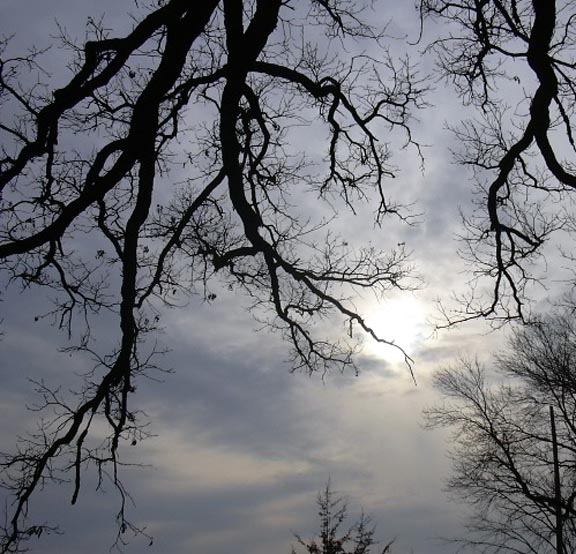 Looking Up