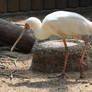 African Spoonbill