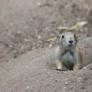 Black-tailed Prairie Dog