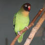 Black-cheeked Lovebird