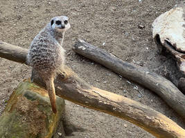 Meerkat