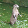 Asian Small-clawed Otter