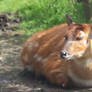 Sitatunga