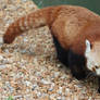 Red Panda