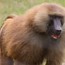 Guinea Baboon