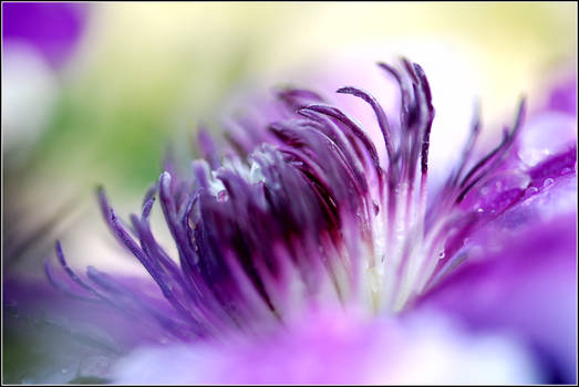 Purple Flowers