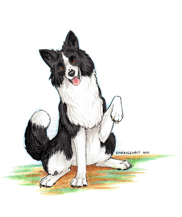 Border Collie By Stormslegacy On Deviantart Border Collie By Stormslegacy On Deviantart