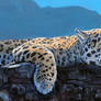 Jaguar Rock