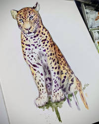 Leopard Sketch for Patron
