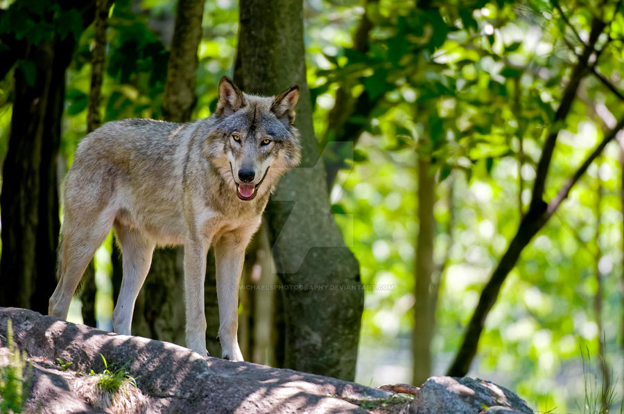 Real Timberwolf Timberwolf on Rock by MichaelsPhotography on DeviantArt