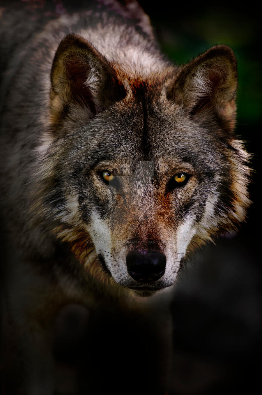 Timber Wolf Portrait 2 by MichaelsPhotography on DeviantArt