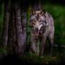 Timber Wolf in Forest