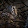 Barred Owl with Prey