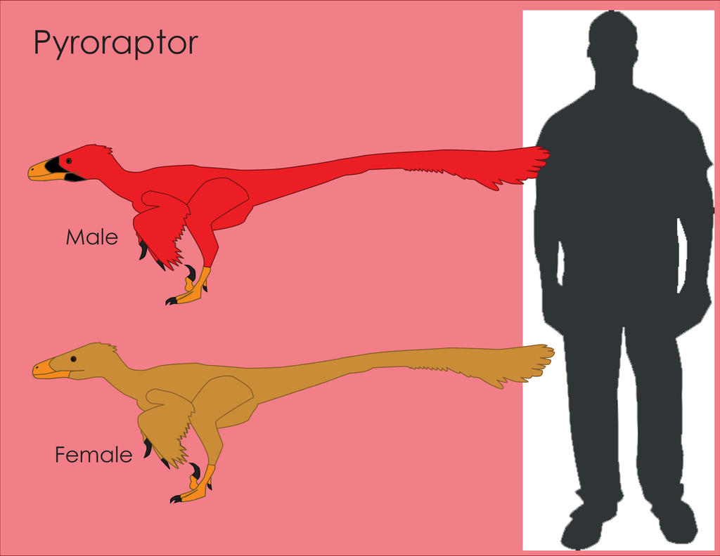Pyro Raptor Size Pyroraptor Size Comparision by LouJunior on DeviantArt