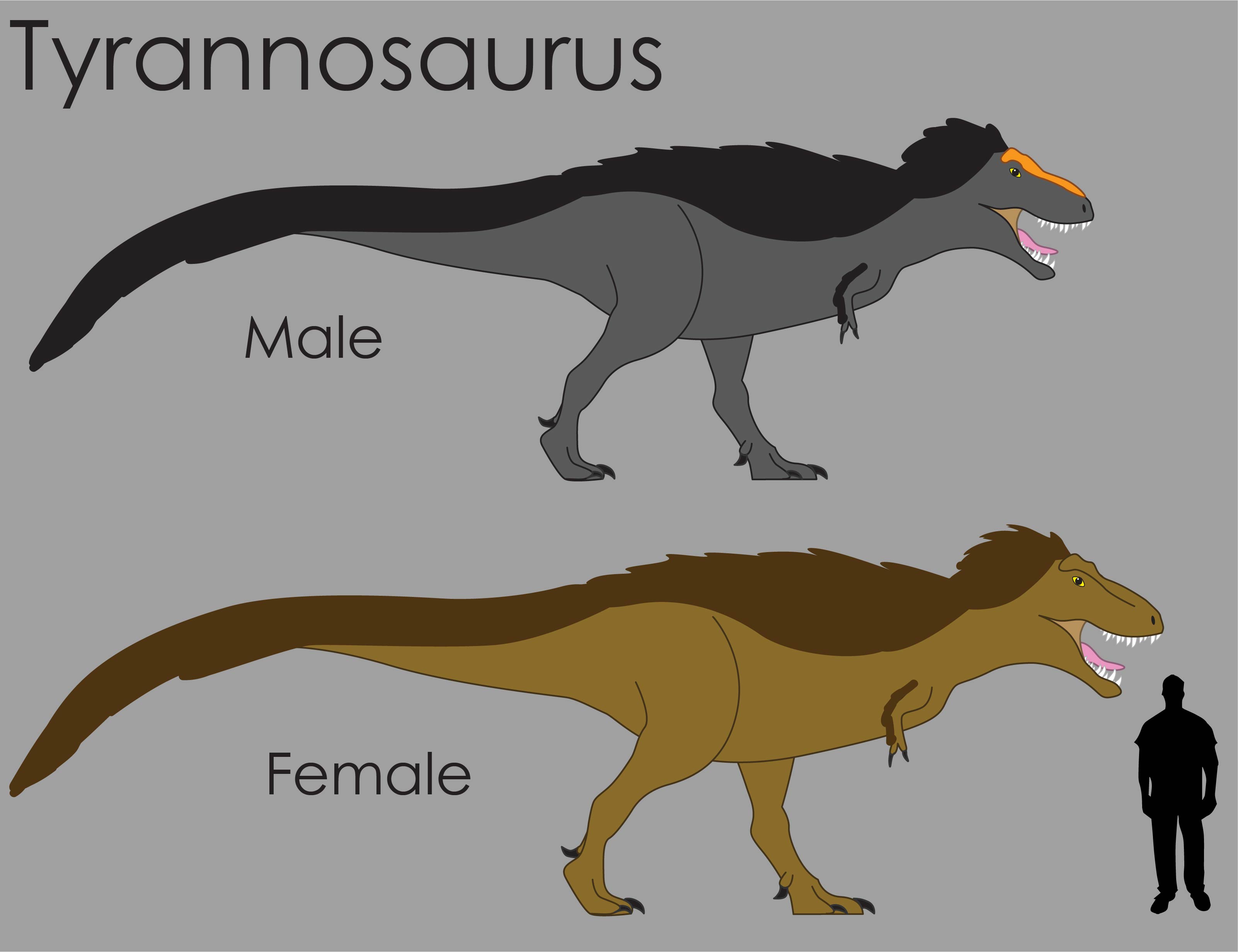 T. Rex Size Comparison by LouJunior on DeviantArt