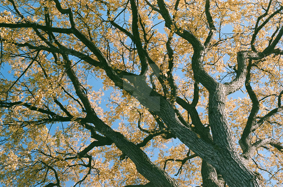 Squiggle Tree Squiggle Tree by Honbahe on DeviantArt