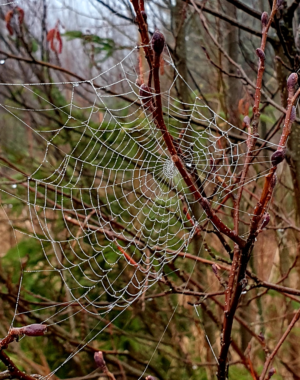 Spidernet Spidernet by Mooniq66 on DeviantArt