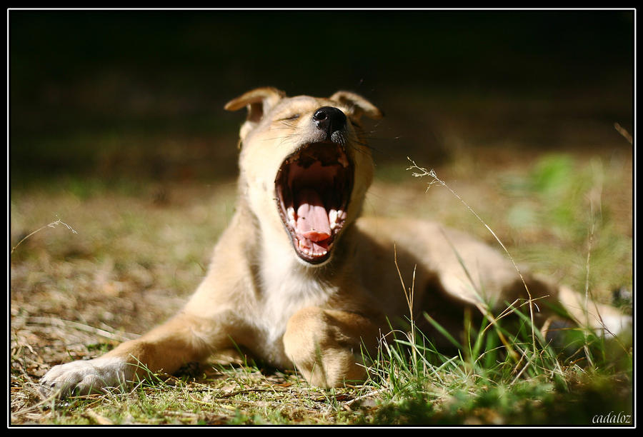 loud yawn by stupidcolombina on DeviantArt