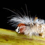 Caterpillar