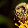 Feeding Honey Bee