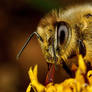 Feeding Honey Bee II