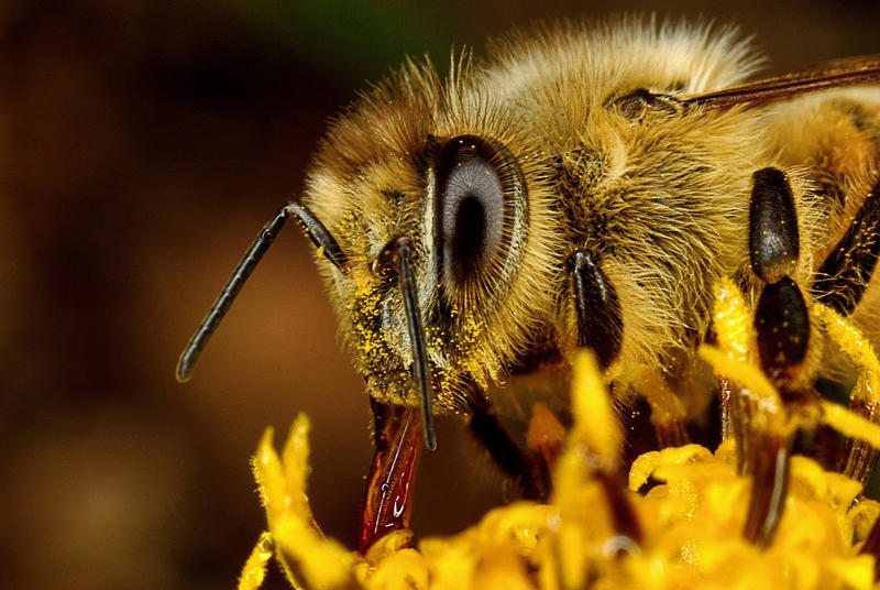 Feeding Honey Bee II by Japers on DeviantArt Feeding Honey Bee II by Japers on DeviantArt