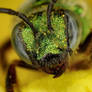 Green Sweat Bee Portrait