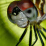 Dragonfly Portrait