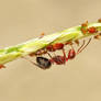 Ant Herding Aphids