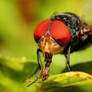 Feeding Bottle Fly