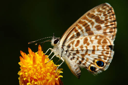 Cassius Blue Butterfly