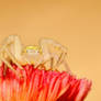 Crab Spider