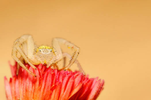 Crab Spider