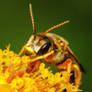 Yellow Sweat Bee (Male)